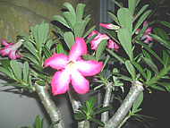 Eine von unseren vielen Blumen